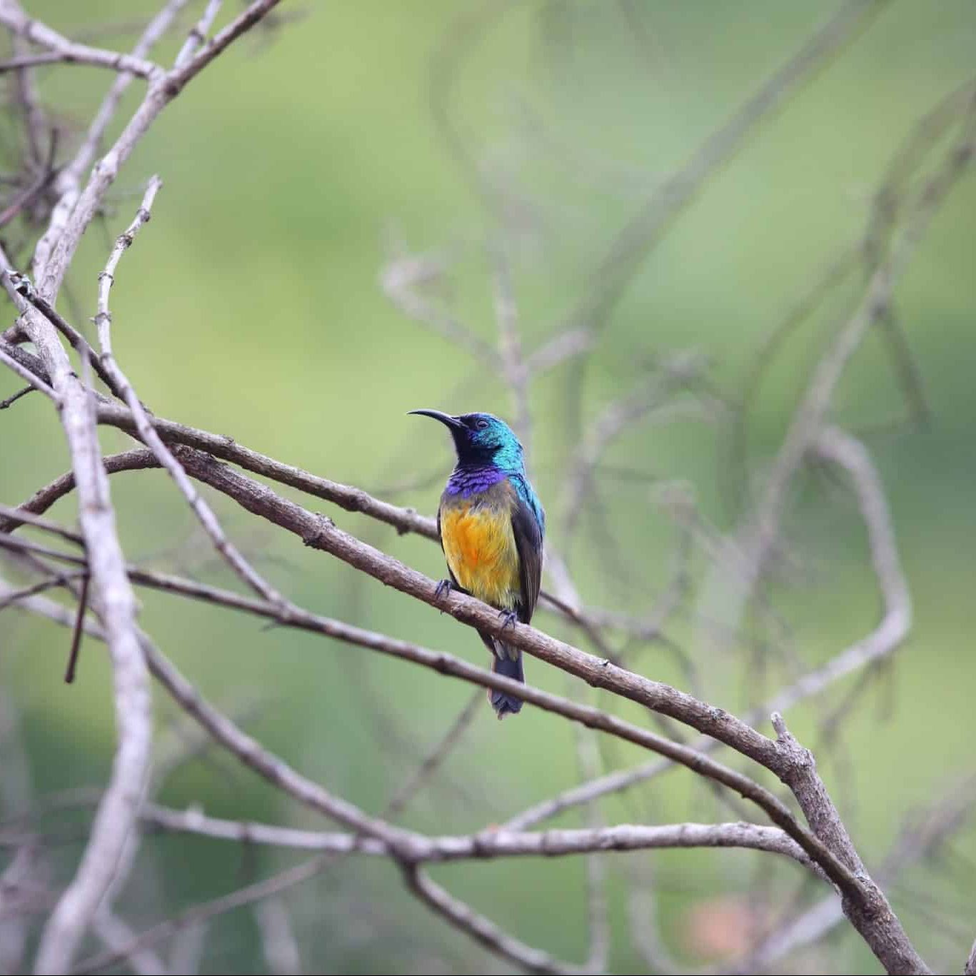 beautiful birding wildlife in Rwanda
