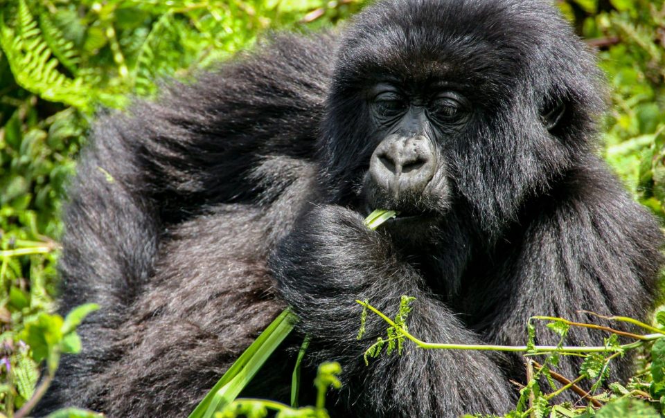 Mountain gorilla in Volcanoes National Park, Rwanda