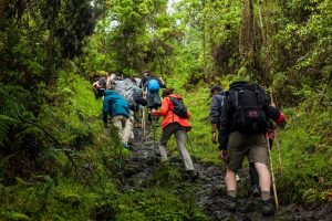 Gorilla Hiking in Volcanoes National Park Rwanda Sambora Kinigi