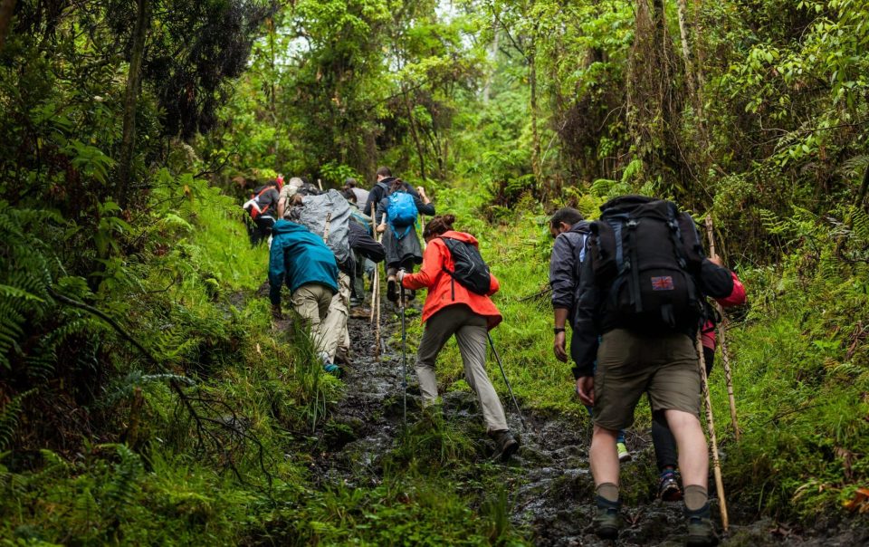 Gorilla Hiking in Volcanoes National Park Rwanda Sambora Kinigi