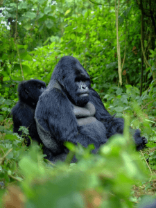 Gorilla trekking expeditions out of Sambora Kinigi Lodge
