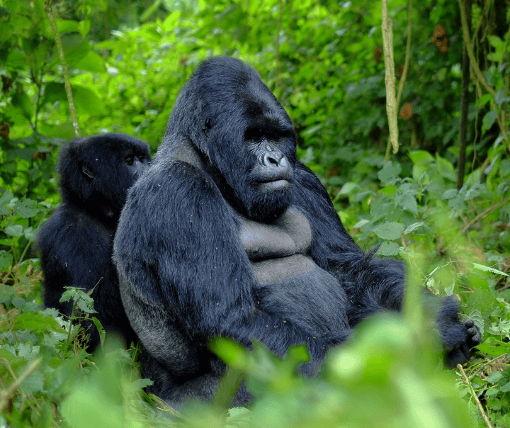 Gorilla trekking expeditions out of Sambora Kinigi Lodge