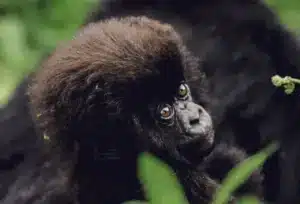 image ‣ Sambora Kinigi Sambora Kinigi ‣